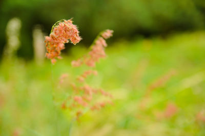 Close-up of flowers blooming outdoors