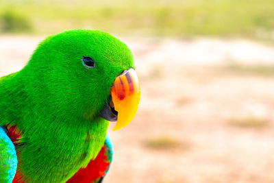 Close-up of parrot