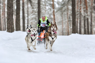 View of a dog on snow covered land