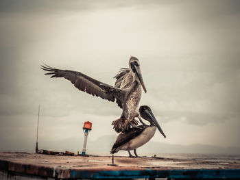 Bird flying over sea against sky