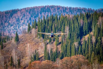 A light single-engine plane comes in for landing against the background of a coniferous forest 