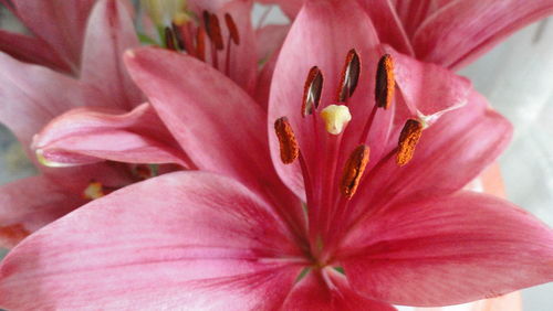 Close-up of pink flower