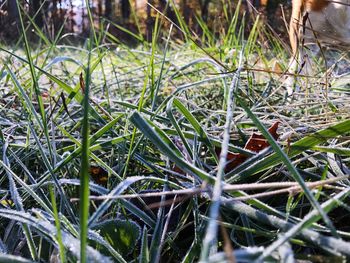 Close-up of plants