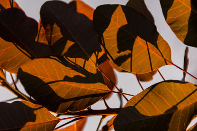 Detail shot of leaves