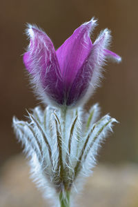 Close-up of purple flowering plant