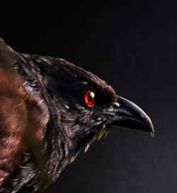 Close-up of a bird over black background