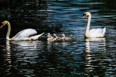 Swans swimming in lake