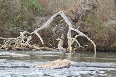 Dead tree in forest