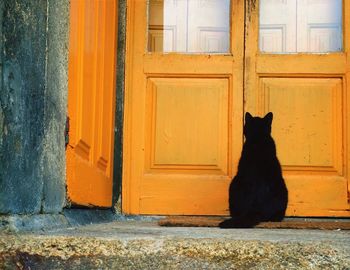 Rear view of black cat by closed yellow doors