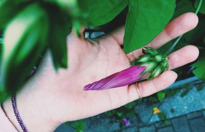 Close-up of cropped hand holding plant