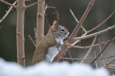 Squirrel on a tree