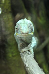 Close-up of a lizard