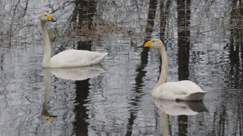 Swans swimming in lake