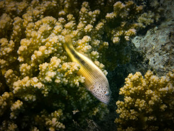 Close-up of fish swimming in sea