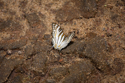 Close-up of butterfly perching on a leaf