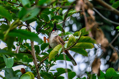 Low angle view of bird perching on tree