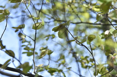 Low angle view of flowering plants on branch