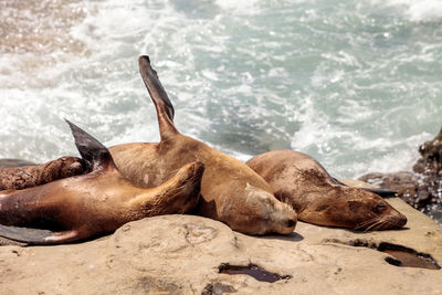 Close-up of sea lion