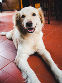 Portrait of dog sitting on floor