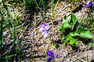 High angle view of purple crocus blooming on field