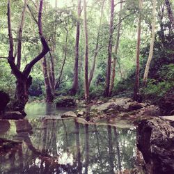 Trees in forest