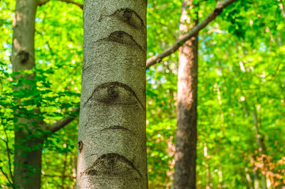 Low angle view of bamboo trees in forest