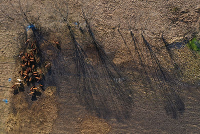 soil