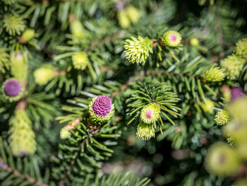 Closeup of picea abies spruce tree with cones