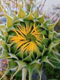 Close-up of yellow flowering plant