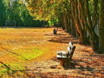 Man on bench by trees on field during autumn