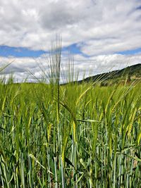 Crops growing on field against sky