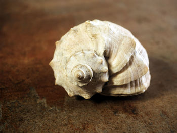 Close-up of snail