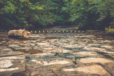 View of sheep in water