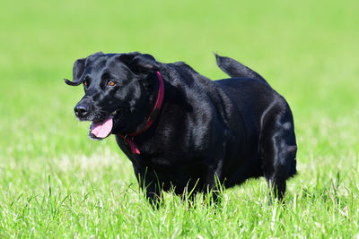 Action shot of a young black labrador running through a field