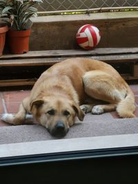 Close-up of dog sleeping on ball