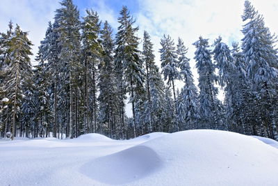 Snow covered pine trees against sky