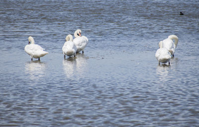 View of swans in calm water