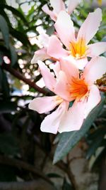 Close-up of pink flower blooming in garden