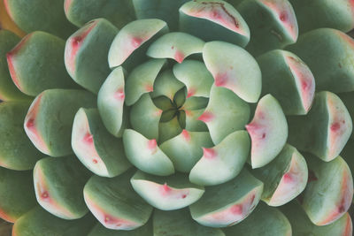 Full frame shot of succulent plant 