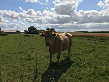 Cattle standing on grassy field against cloudy sky