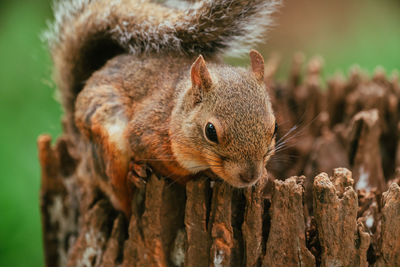 Close-up of squirrel on tree trunk