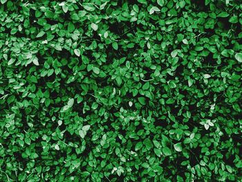 Full frame shot of plants