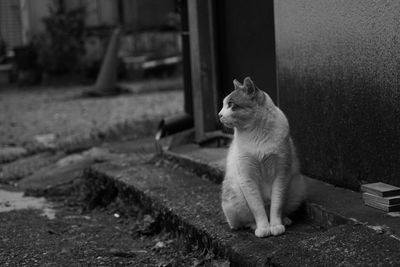 Cat sitting outdoors