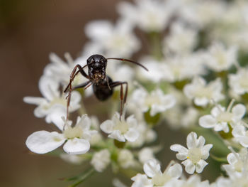 Close-up of insect on white flower