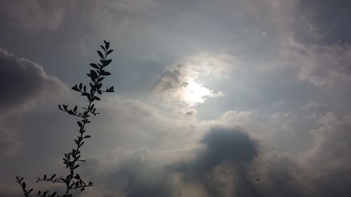 Low angle view of tree against sky