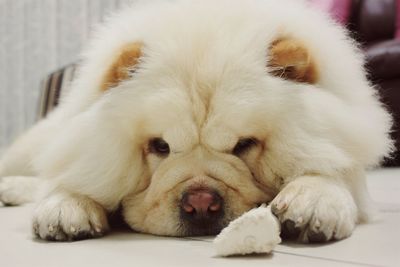 Close-up of dog sleeping