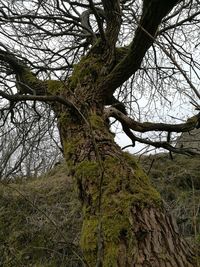 Low angle view of bare trees in forest