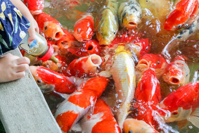 Close-up of fish swimming in water