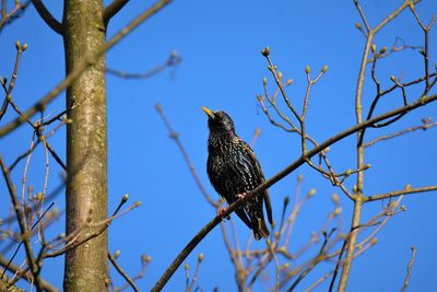Low angle view of raven perching on branch