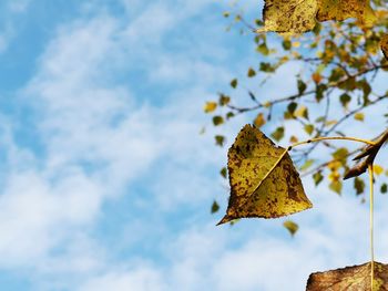 Low angle view of maple leaf against sky